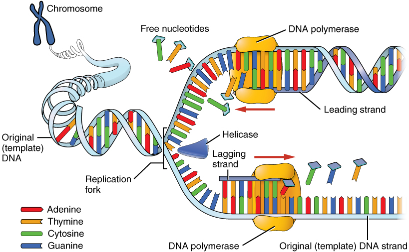 The Meselson And Stahl's Experiments on Mode of DNA Replication