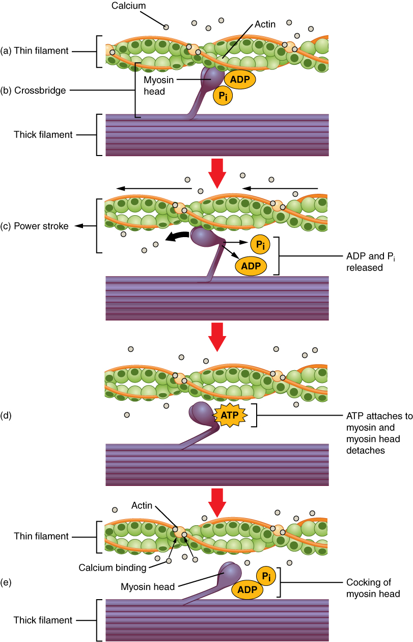 This multipart figure shows the mechanism of skeletal muscle contraction. In the top panel, the ADP and inorganic phosphate molecules are bound to the myosin motor head. In the middle panel, the ADP and phosphate come off the myosin motor and the direction of the power stroke is shown. In the bottom panel, a molecule of ATP is shown to bind the myosin motor head and the motor is reset.