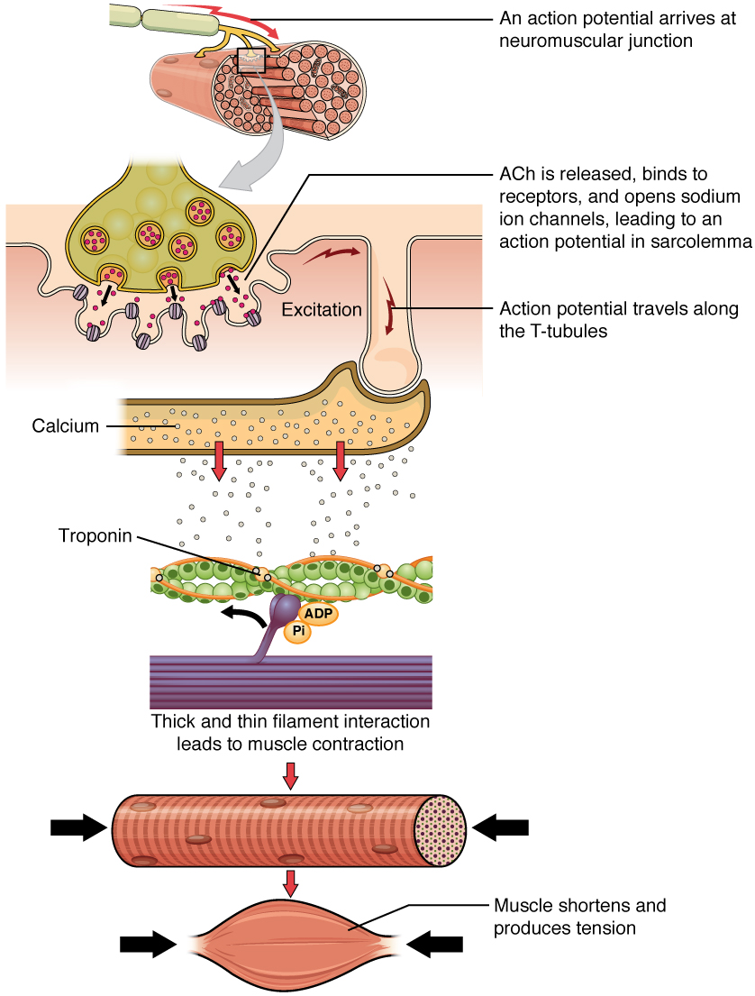 Muscle Contraction 17