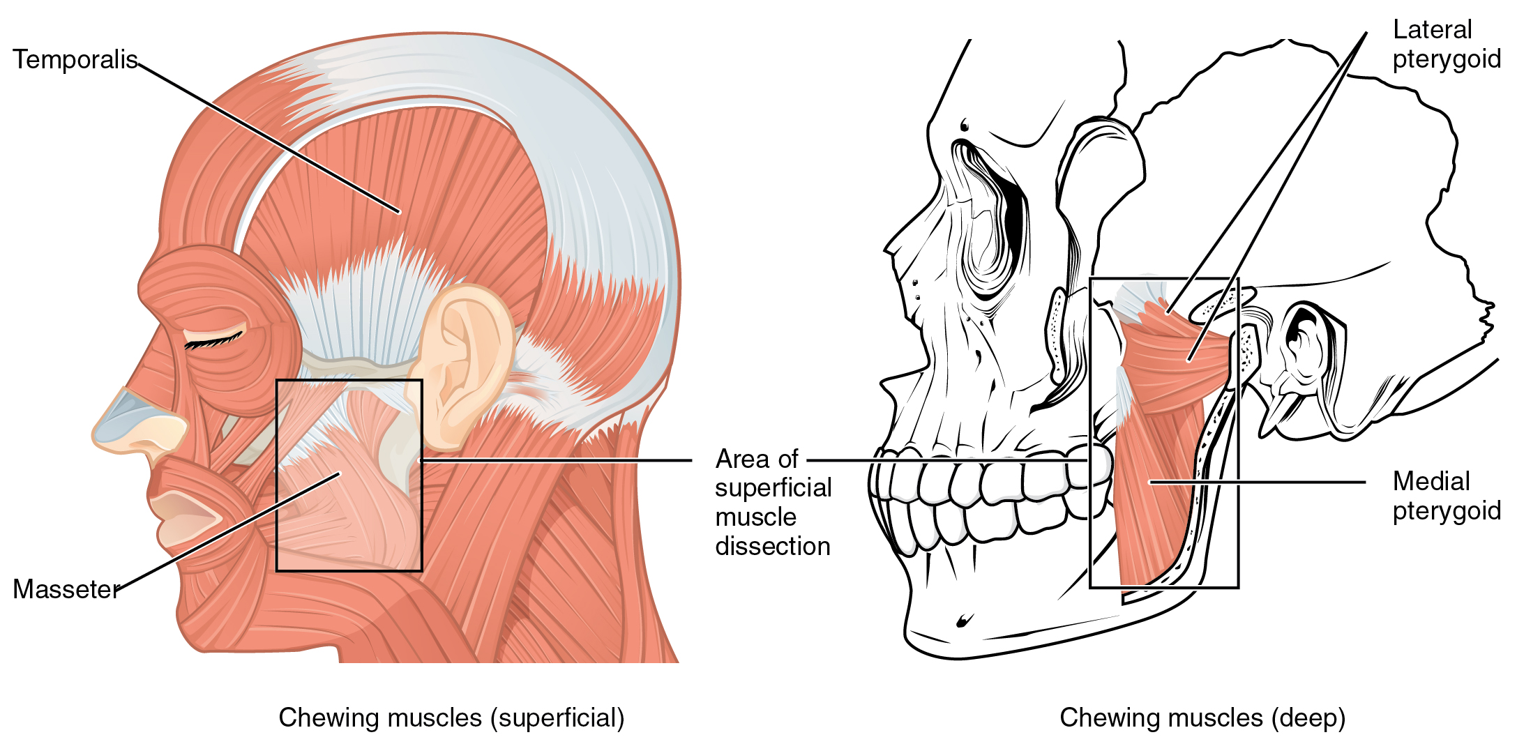 the-muscles-of-mastication-and-of-the-tongue