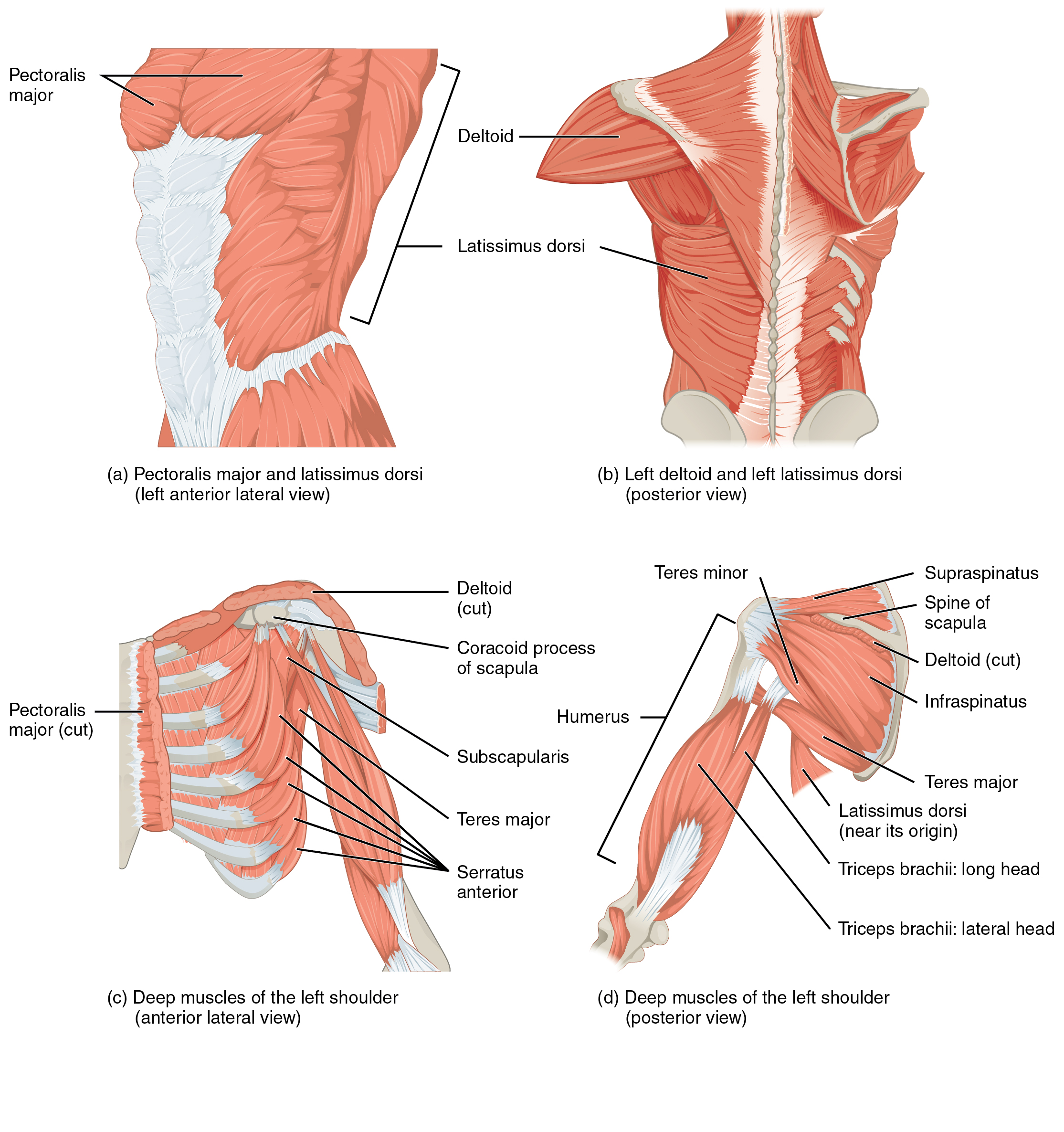 Muscles Of The Pectoral Girdle And Upper Limbs Anatomy And Physiology