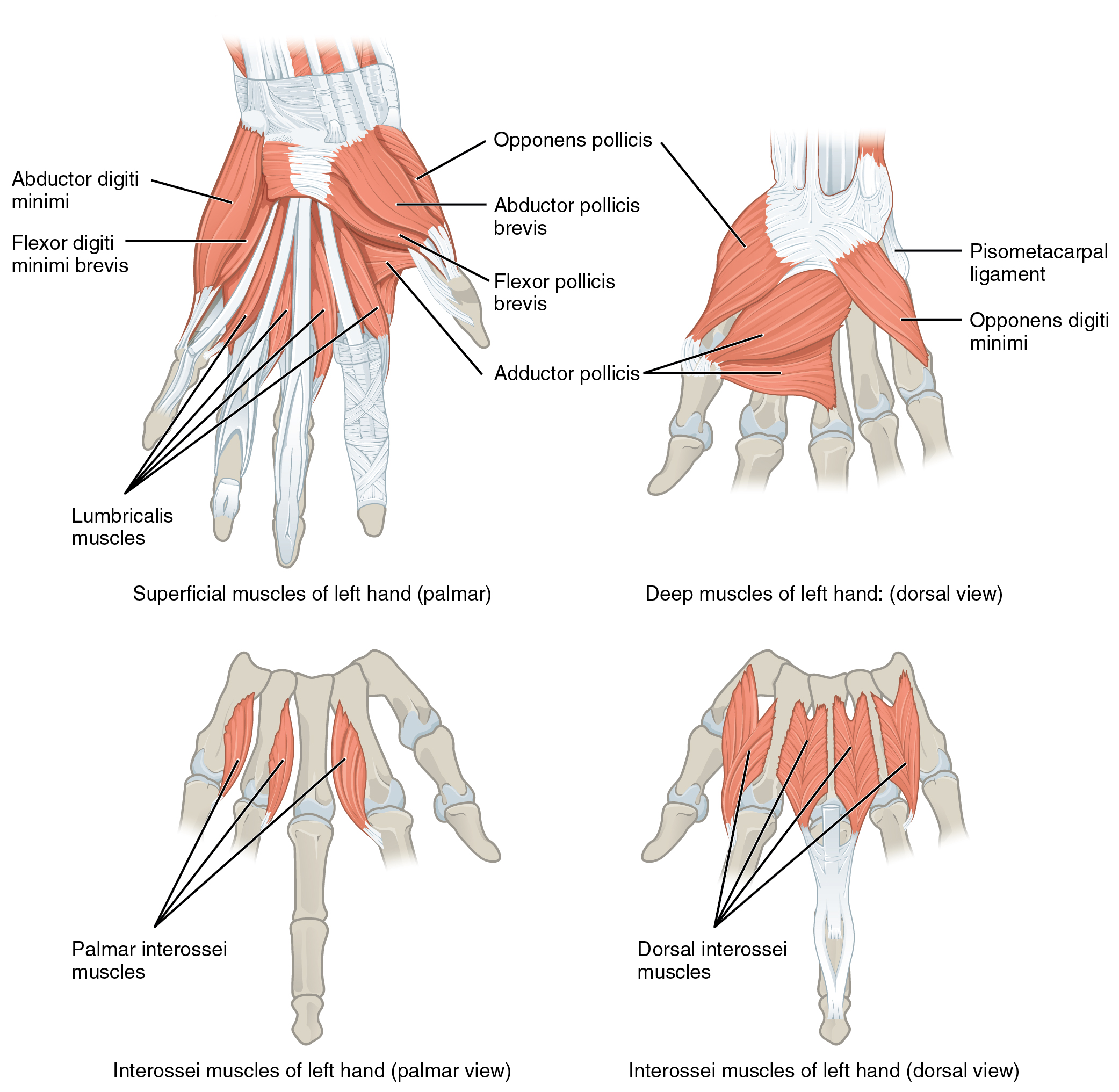 Muscles of Hand and Wrist | Bone and Spine