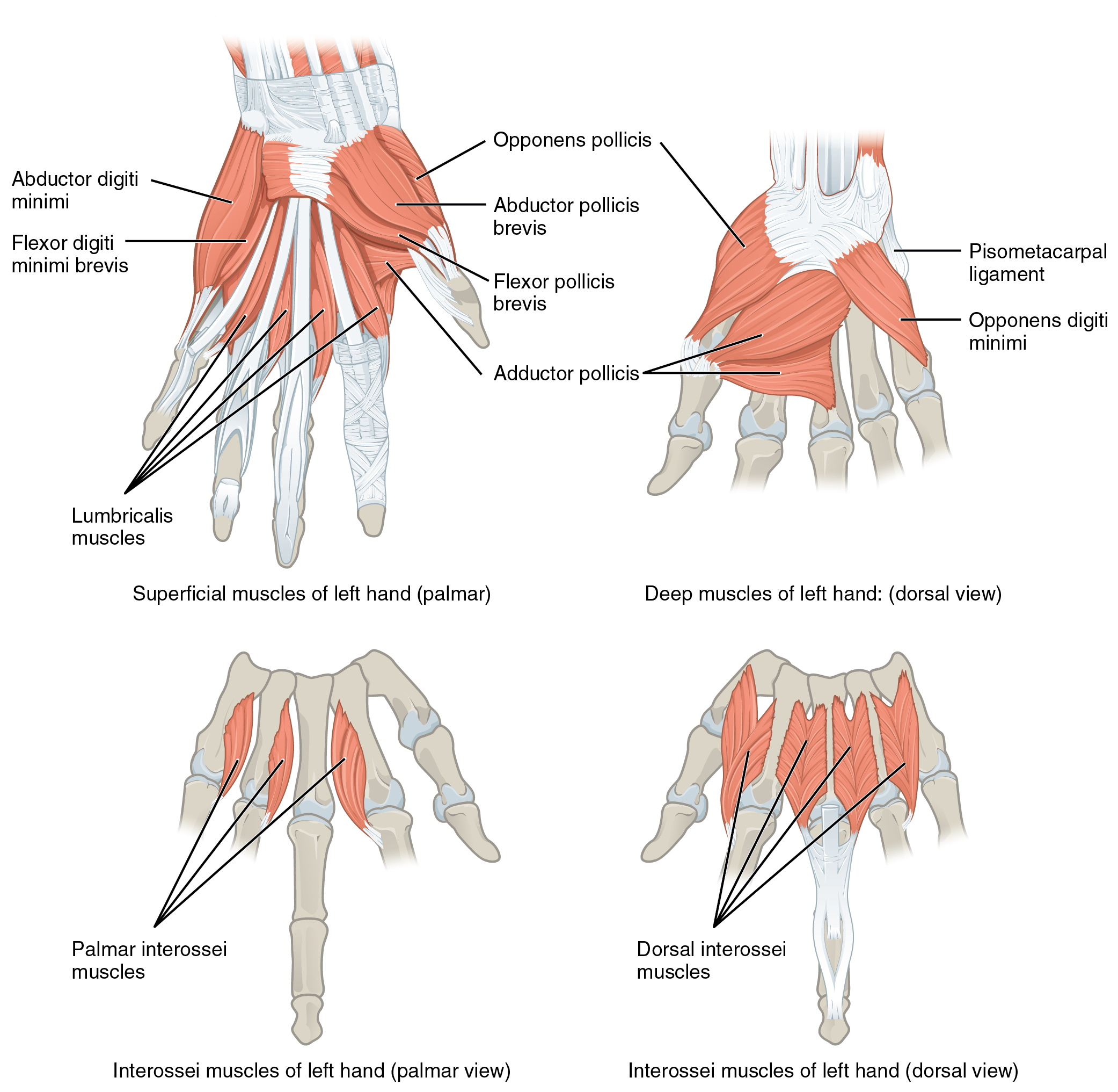 Frontiers The Role Of Morphology Of The Thumb In Anthropomorphic Frontiers The Role Of Morphology Of The Thumb In Anthropomorphic