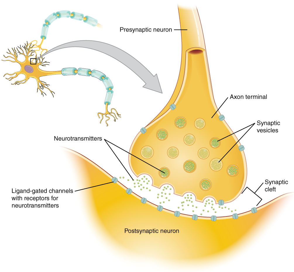 Communication Between Neurons Anatomy And Physiology