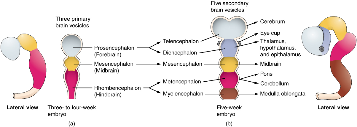 The Embryologic Perspective Anatomy And Physiology