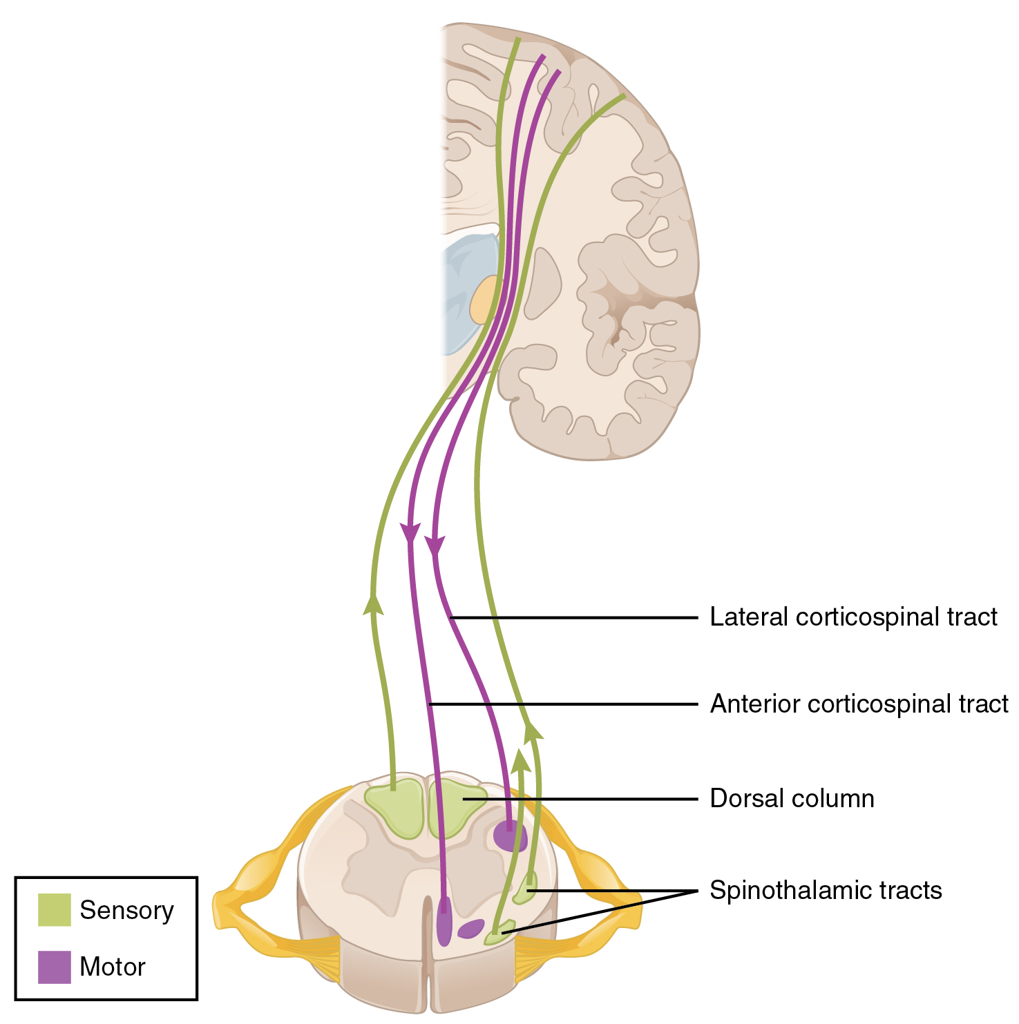 The Sensory And Motor Exams Anatomy And Physiology