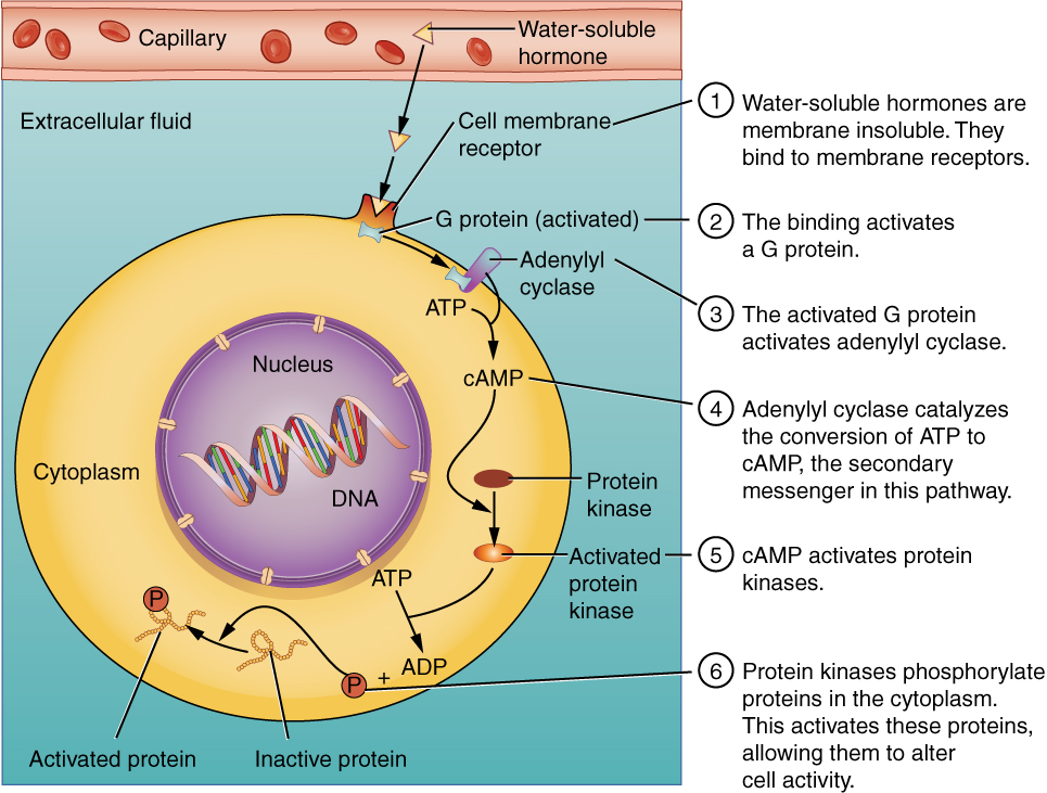 This illustration shows the binding of water-soluble hormones. Water-soluble hormones cannot diffuse through the cell membrane. These hormones must bind to a receptor on the outer surface of the cell membrane. The receptor then activates a G protein in the cytoplasm, which travels to and activates adenylyl cyclase. Adenylyl cyclase catalyzes the conversion of ATP to CAMP, the secondary messenger in this pathway. CAMP, in turn, activates protein kinases, which phosphorylate proteins in the cytoplasm. This phosphorylation, shown as a P being added to a polypeptide chain, activates the proteins, allowing them to alter cell activity.