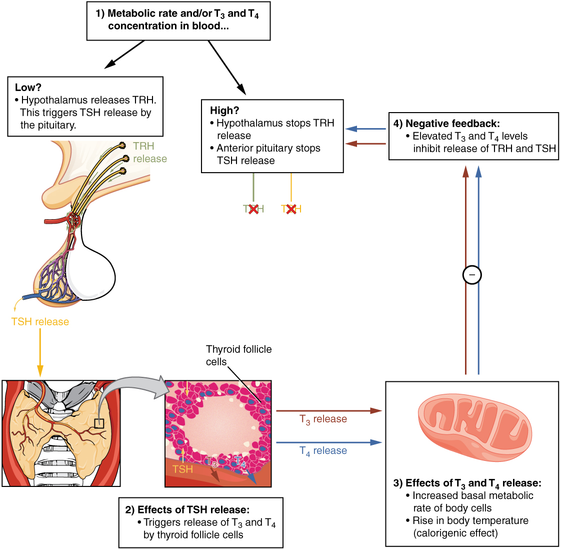 This diagram illustrates a negative feedback loop. It shows the general steps of a negative feedback loop at the center (imbalance, hormone release, correction, and negative feedback) using the example of the hormone cascade that regulates metabolic rate. The hypothalamus releases TRH in response to low metabolic rate and or low T three and T four concentrations in the blood (imbalance). This triggers TSH release by the pituitary (hormone release). The TSH travels to the thyroid where it triggers T three and T four release by the thyroid cells. T three and T four increase basal metabolic rate of the body cells and cause a rise in body temperature (the calorigenic effect). T three and T four then feed back to the hypothalamus and inhibits TRH and TSH release. If metabolic rate is high and or T three and T four concentrations are low, then the hypothalamus stops releasing TRH (negative feedback). As a result, the anterior pituitary will not release TSH and no T three or T four will be produced by the thyroid.