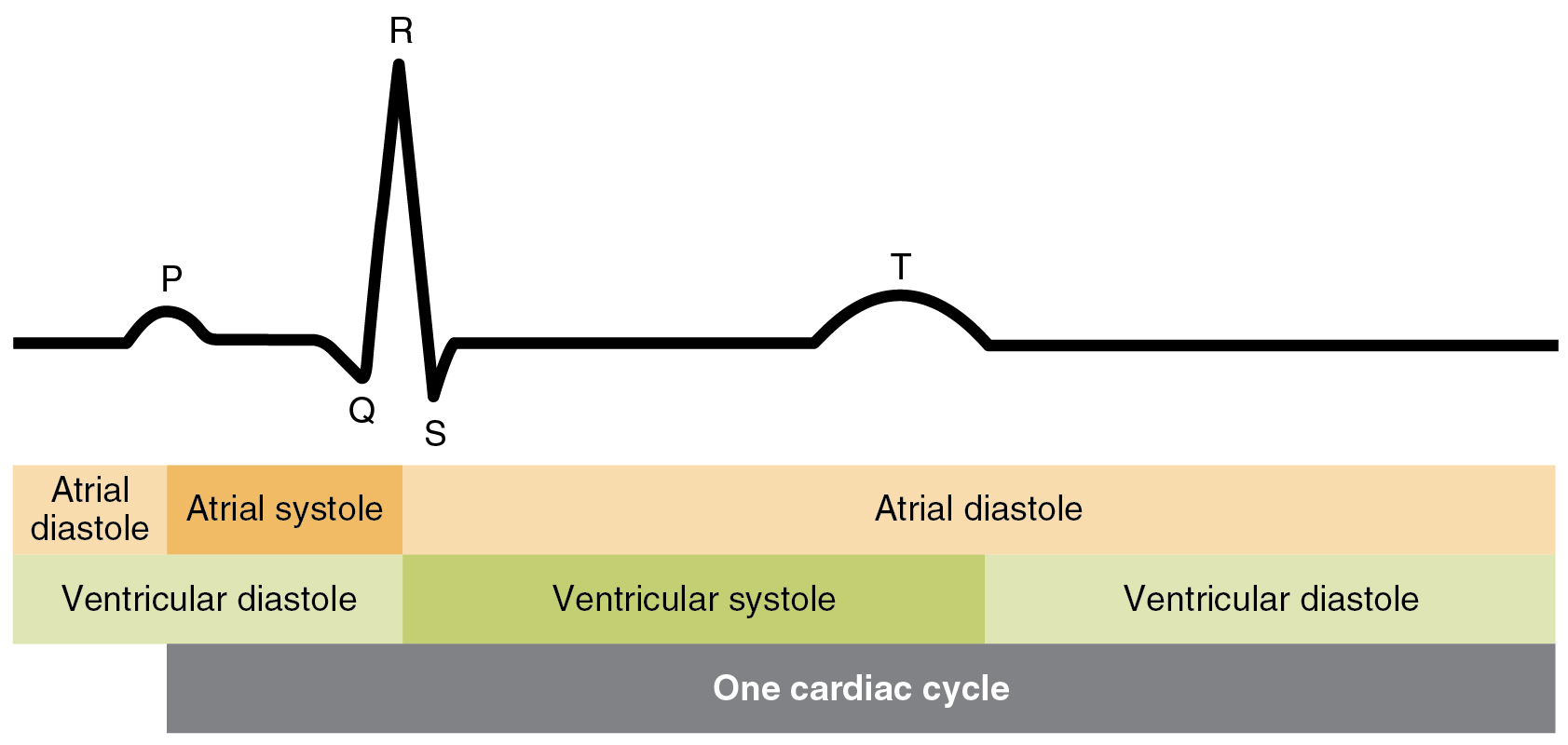 cardiac-cycle-anatomy-and-physiology