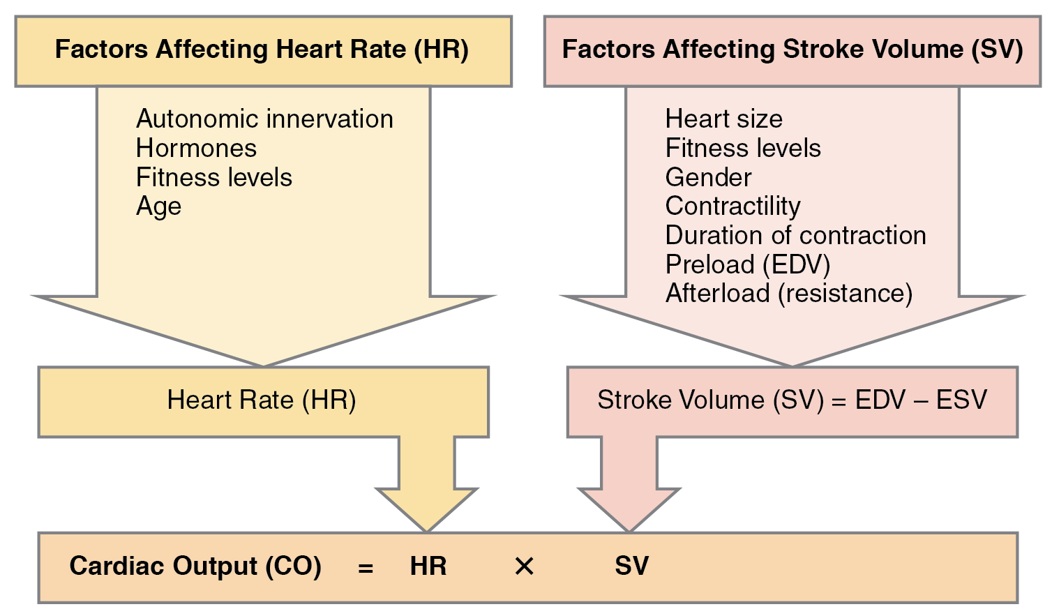 Does Heart Rate Increase With Bp