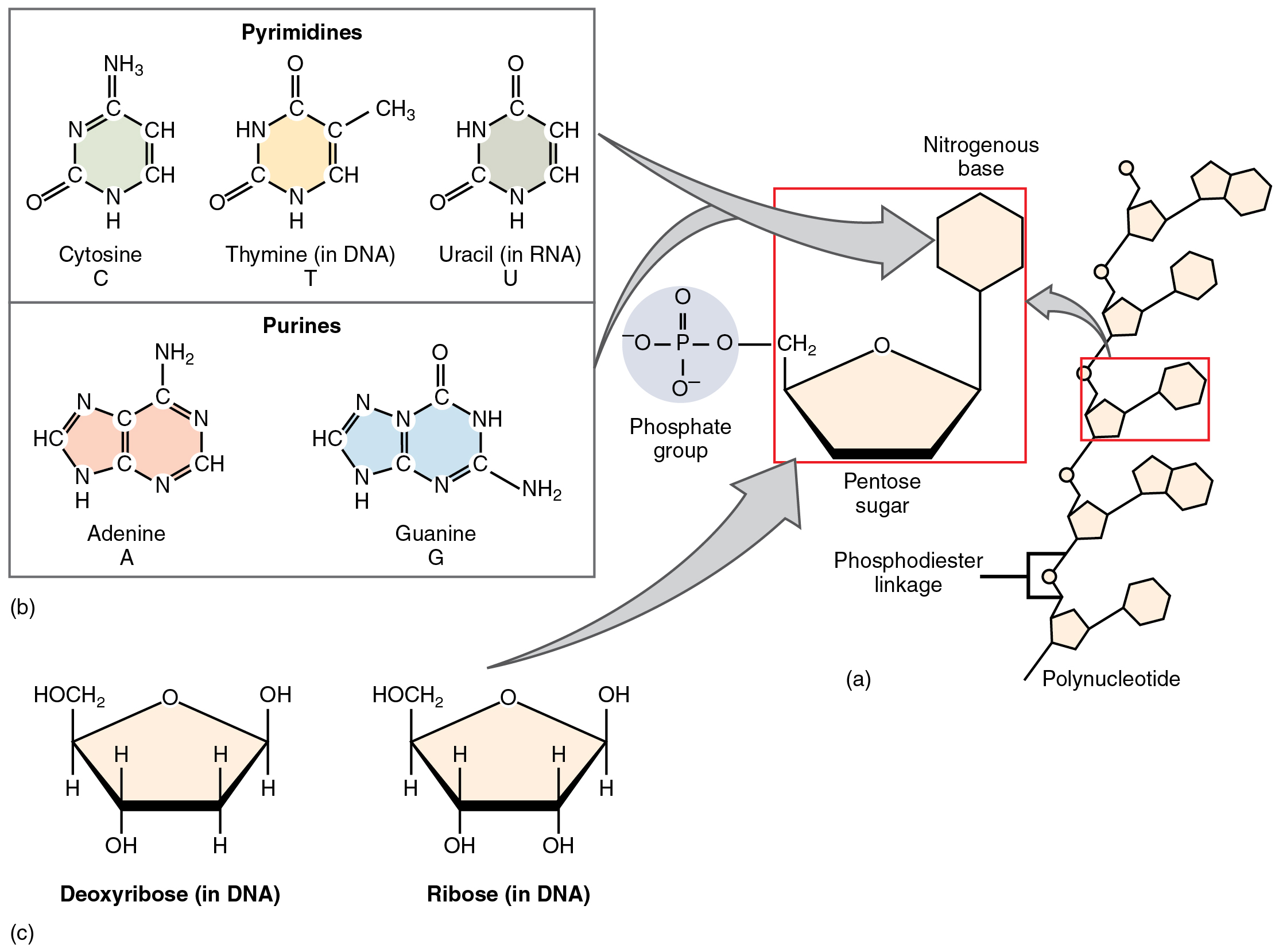 This figure shows the structure of nucleotides.