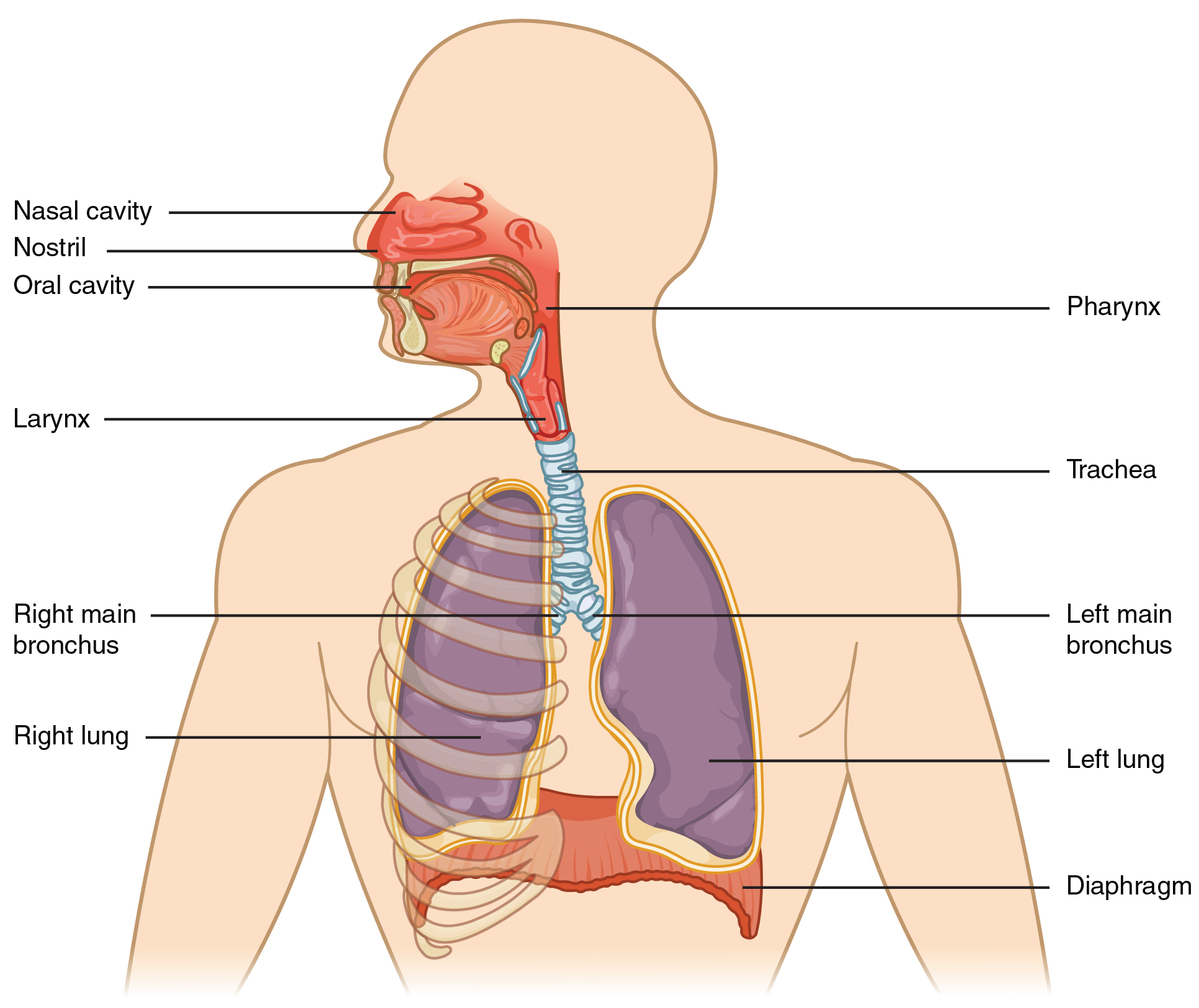 organs-and-structures-of-the-respiratory-system-anatomy-and-physiology