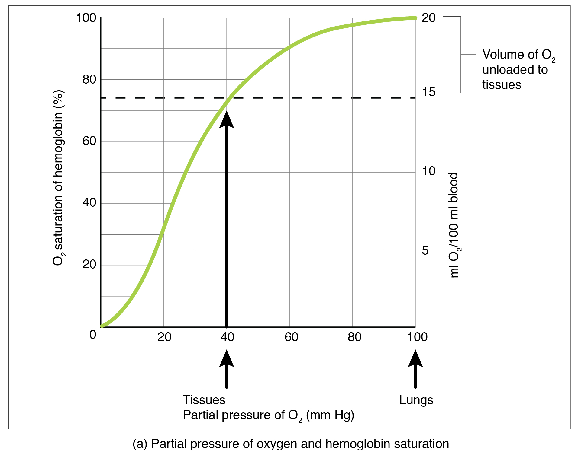 Sauerstoff-Hämoglobin-Dissoziation und Auswirkungen von pH-Wert und Temperatur