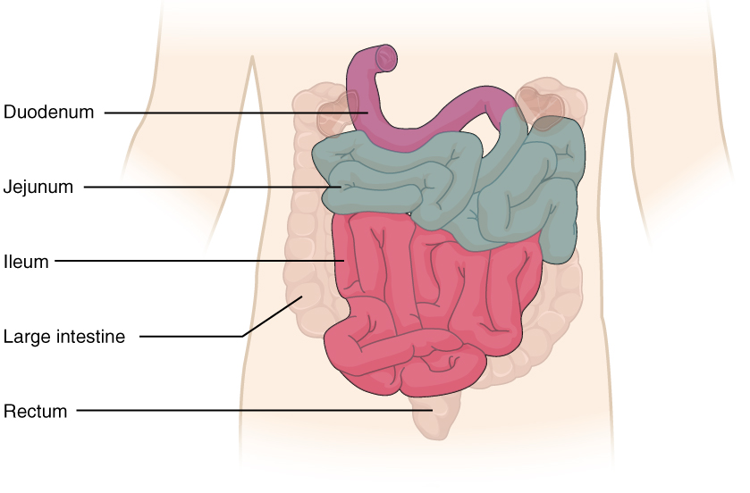 Small Intestine Pathology Structure Duodenum Jejunum Ileum