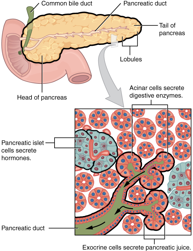 Which internal organ has both endocrine and exocrine functions?