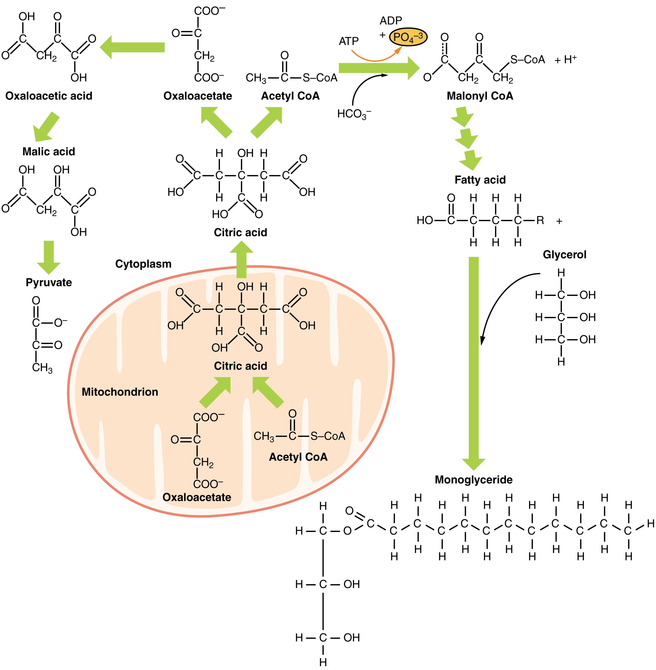 This figure shows the different reactions that take place for lipid metabolism.