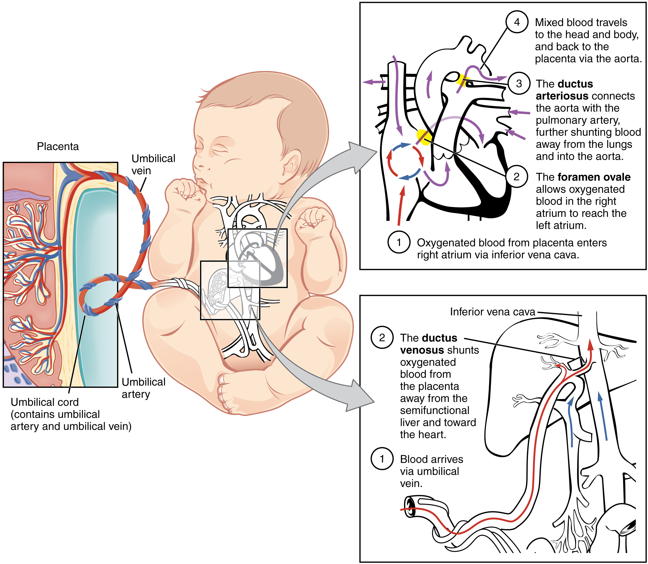 fetal-development-anatomy-and-physiology