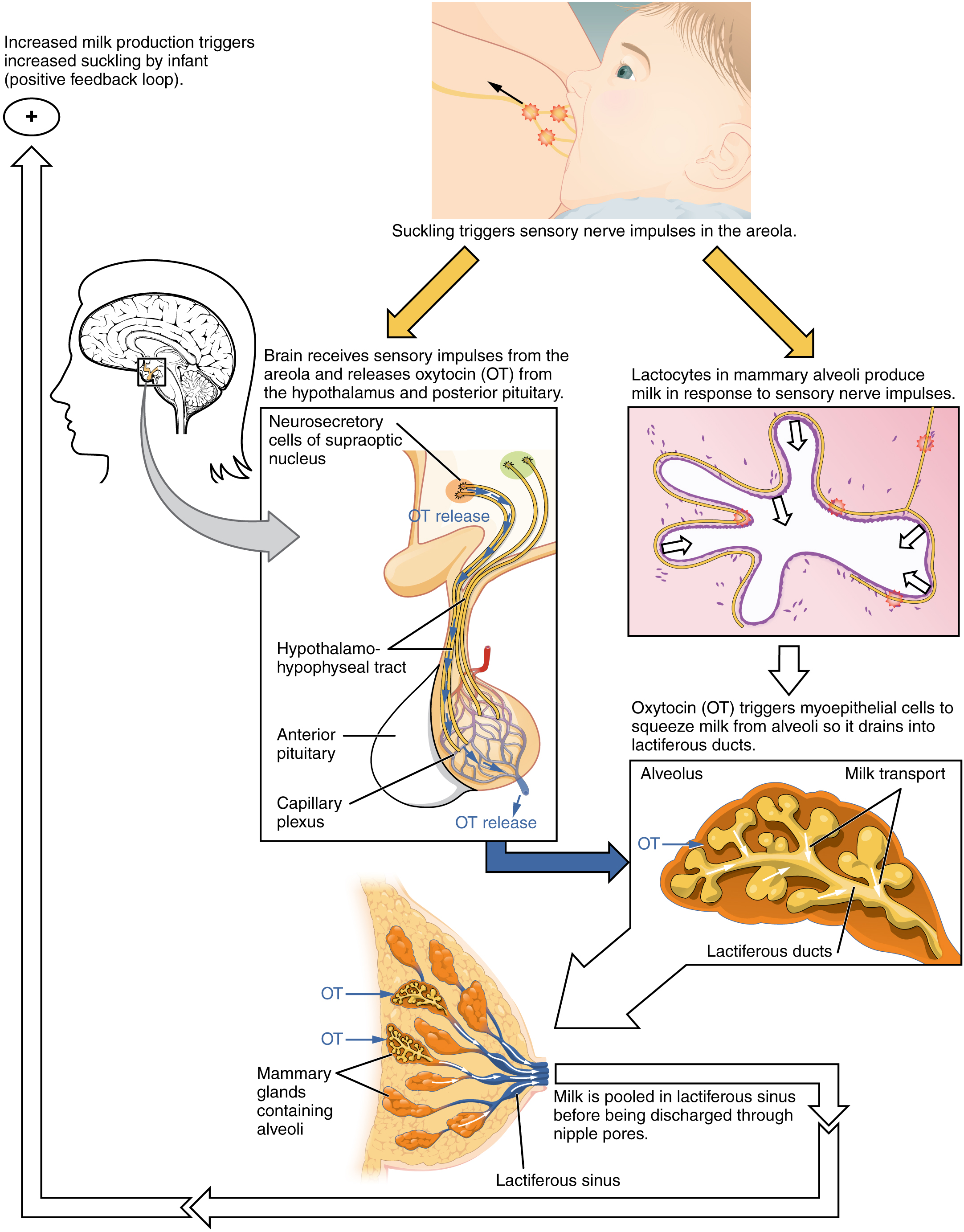 download research in interactive design