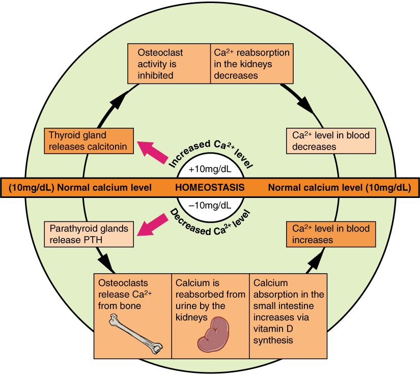 In this illustration, the two mechanisms that maintain calcium homeostasis are shown as two semicircles that are combined, one on top of each other, to make a complete circle. Homeostasis occurs along the diameter of the circle, at the border between the two semicircles. At homoeostasis, normal calcium levels are 10 milligrams per deciliter. The upper semicircle represents the mechanism that reduces elevated calcium levels in the blood when the levels are too high. First, the thyroid gland releases calcitonin. Calcitonin activity inhibits osteoclasts and decreases the reabsorption of calcium ions in the kidney. These two actions cause calcium ion levels in the blood to drop back to homeostasis. The lower semicircle represents the mechanisms that increase calcium levels in the blood when the levels are too low. First, the parathyroid glands release PTH. PTH stimulates osteoclast activity, causing calcium ions to be released from bone. PTH also increases the reabsorption of calcium by the kidney. In addition, PTH also increases calcium absorption in the small intestines via Vitamin D synthesis. These three actions cause calcium ion levels in the blood to increase.