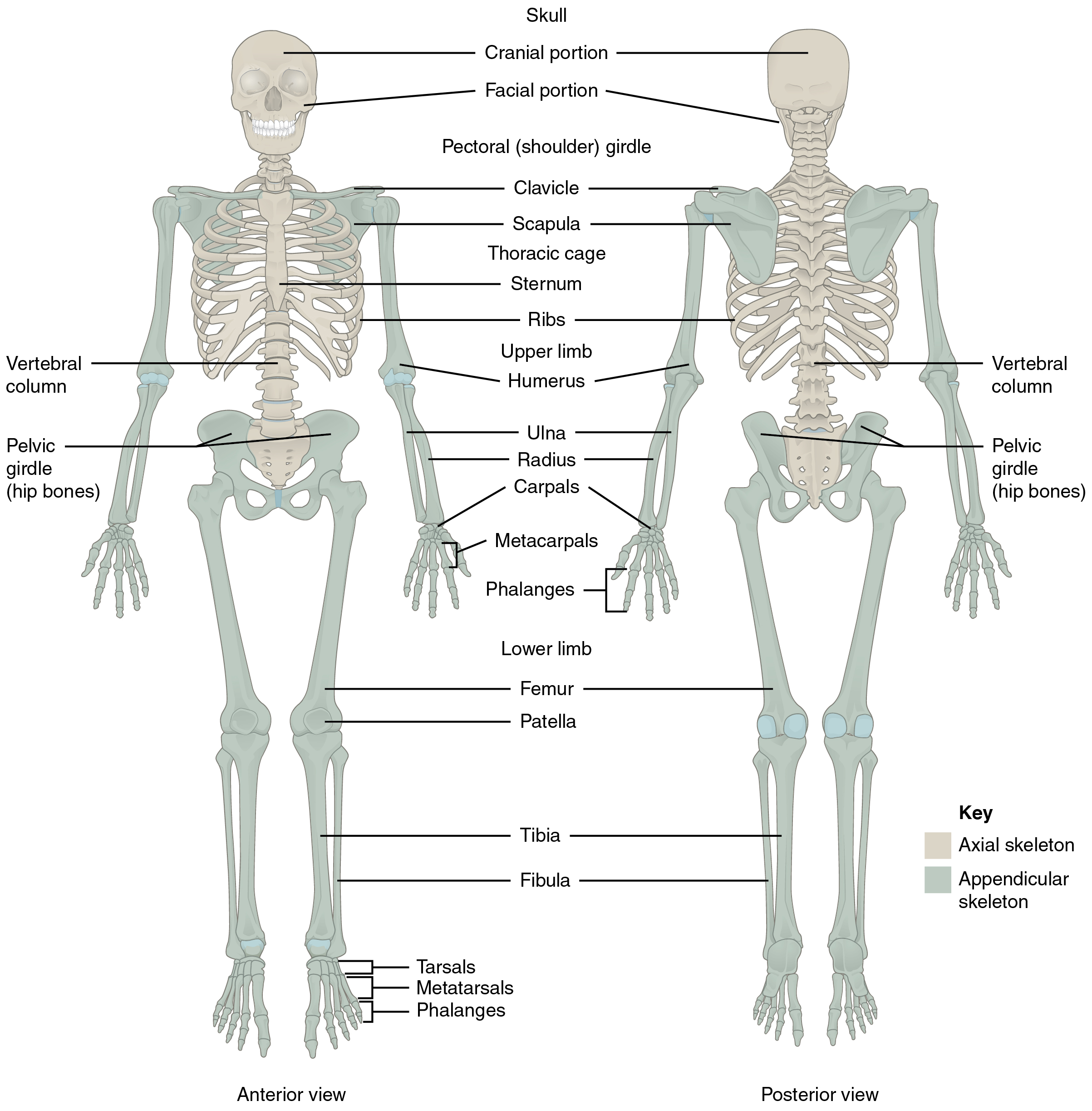 Divisions Of The Skeletal System Anatomy And Physiology