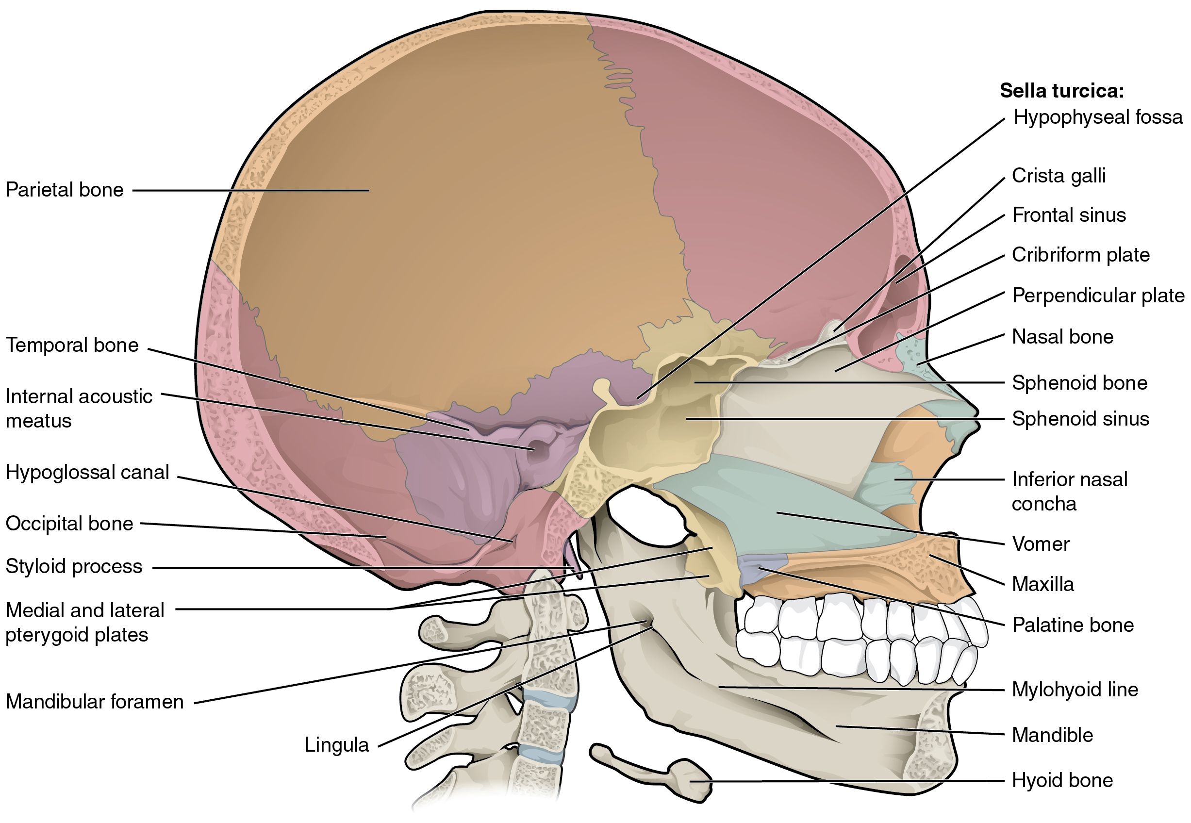The Skull · Anatomy And Physiology 3204