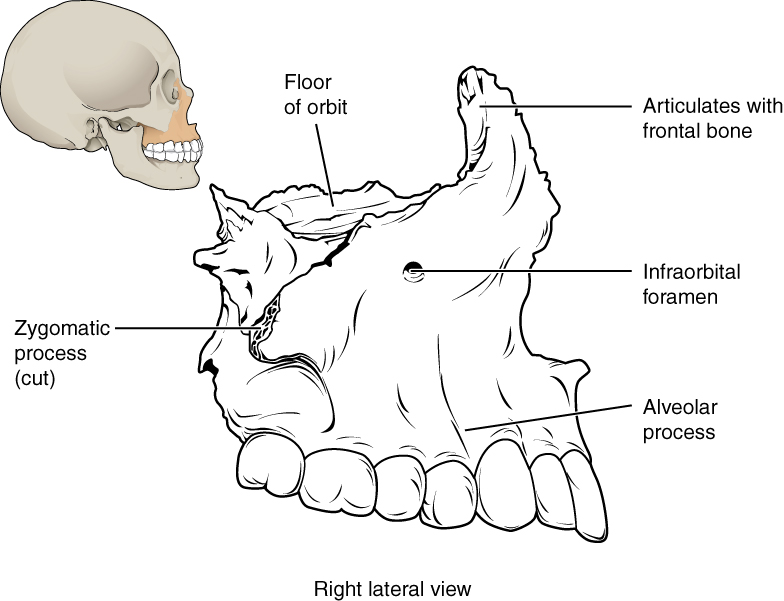 Maxilla Labeled Gallery