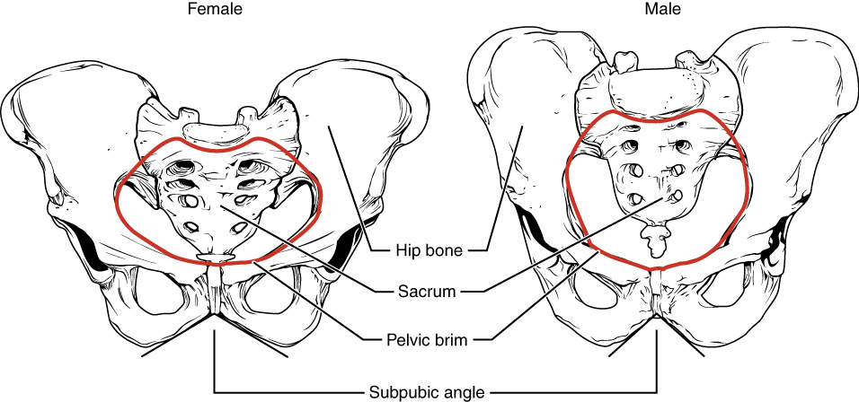 The Pelvic Girdle And Pelvis · Anatomy And Physiology