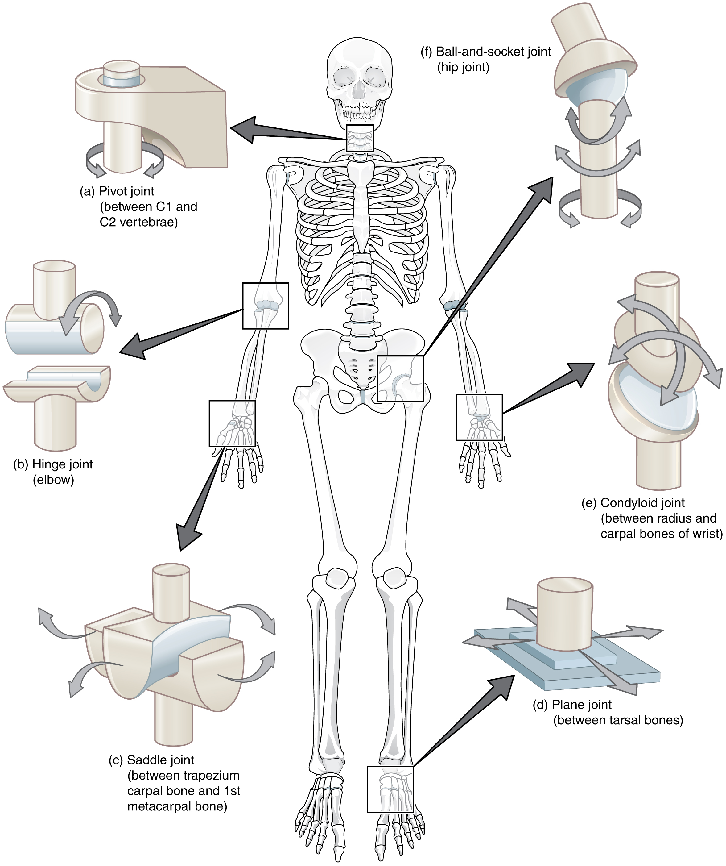 synovial-joints-anatomy-and-physiology