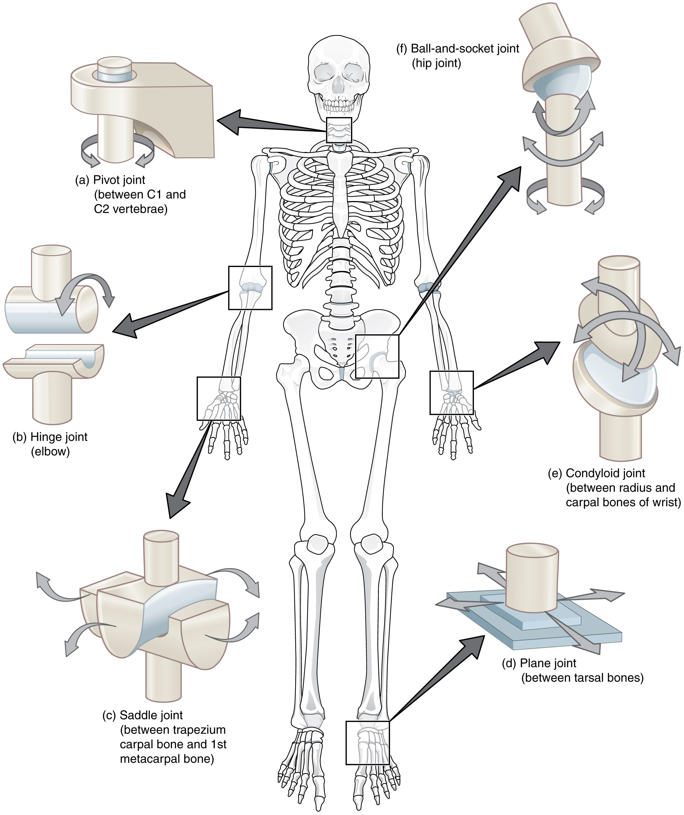 Synovial Joints · Anatomy and Physiology