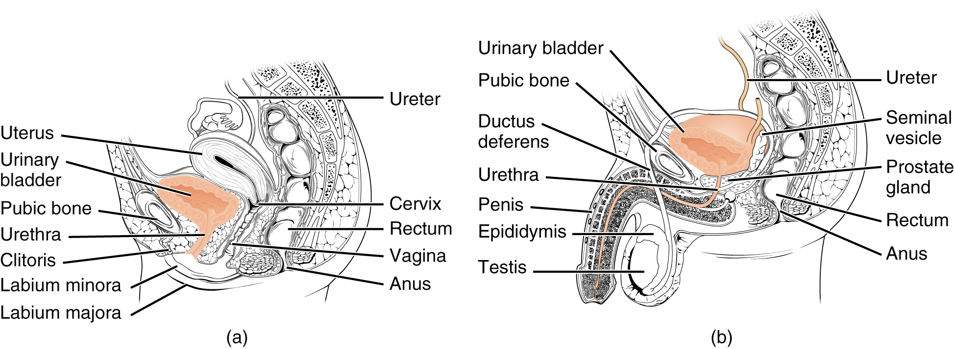 Ureter Urethra Urinary Bladder — The Urogenital System Lecturio