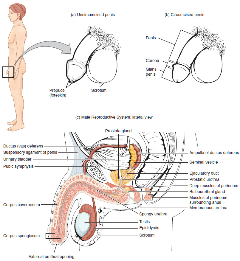 Physiology Of The Penis 120