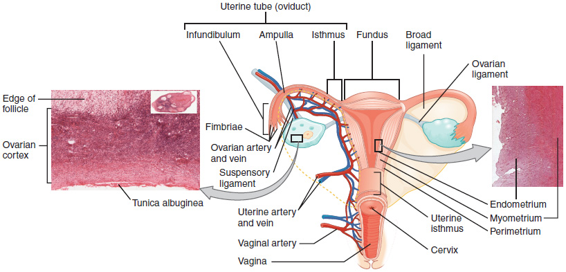 This diagram shows the uterus and ovaries in the center. To the left is a micrograph showing the ultrastructure of the ovaries and to the right is a micrograph showing the ultrastructure of the uterus.