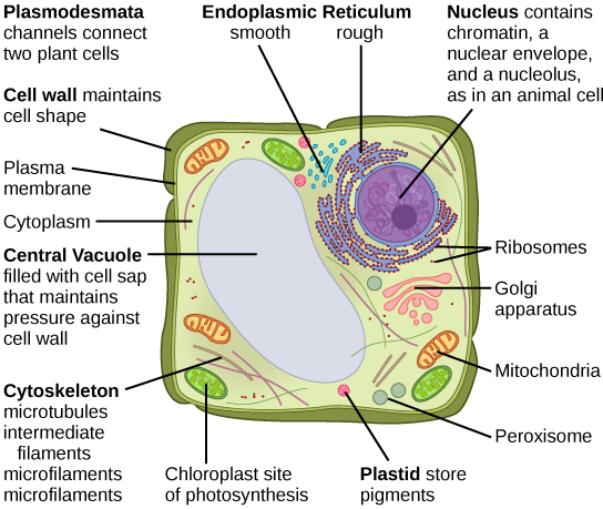 Eukaryotic Cells · Biology