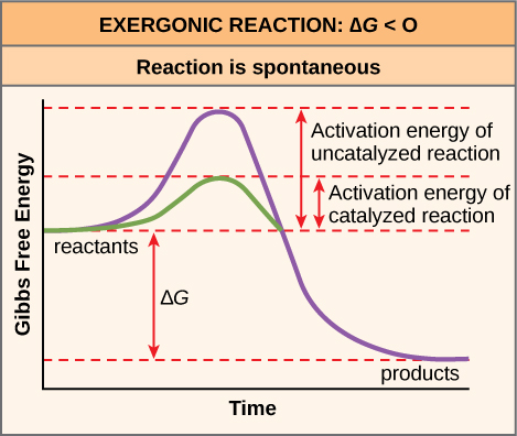 Explain anabolic and catabolic reactions