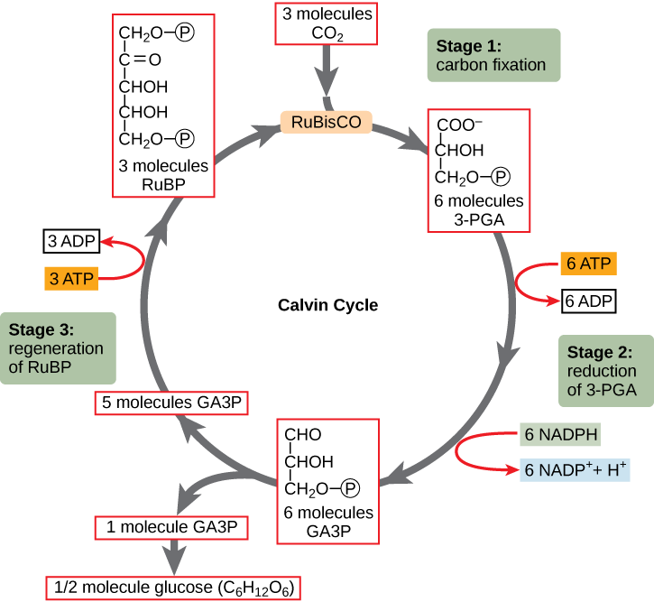 fotosintesis-mind-map