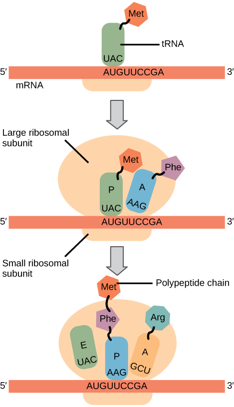 the-steps-of-protein-synthesis