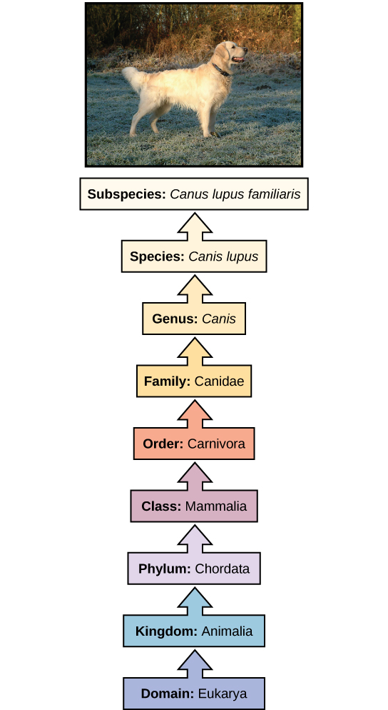 for classification kingdom phylum class order family genus species Quotes