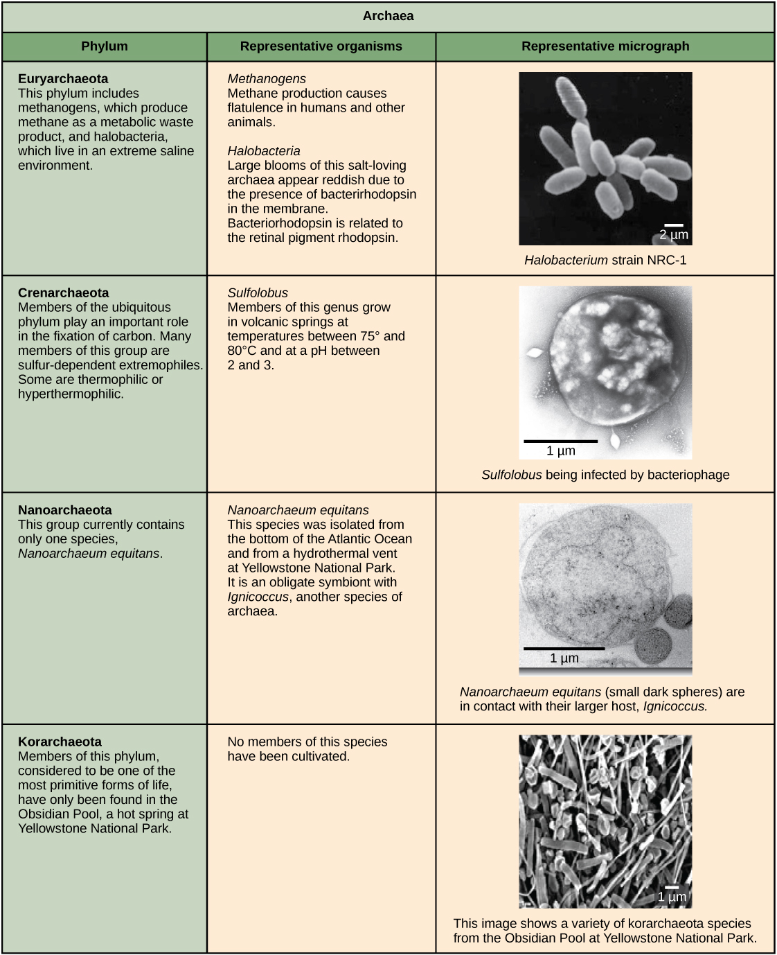 structure-of-prokaryotes-biology