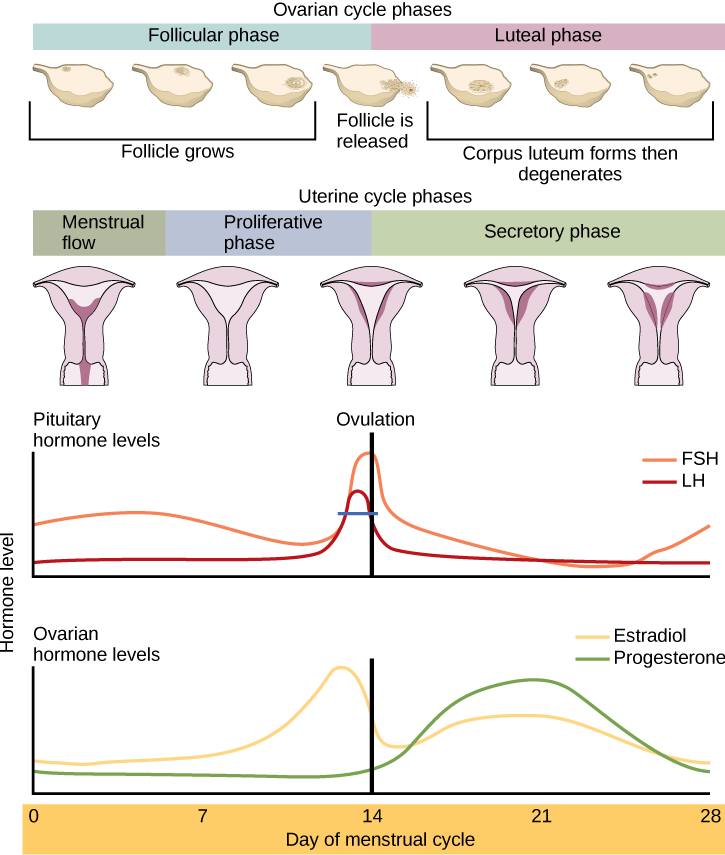 Hormonal Control Of Human Reproduction Biology