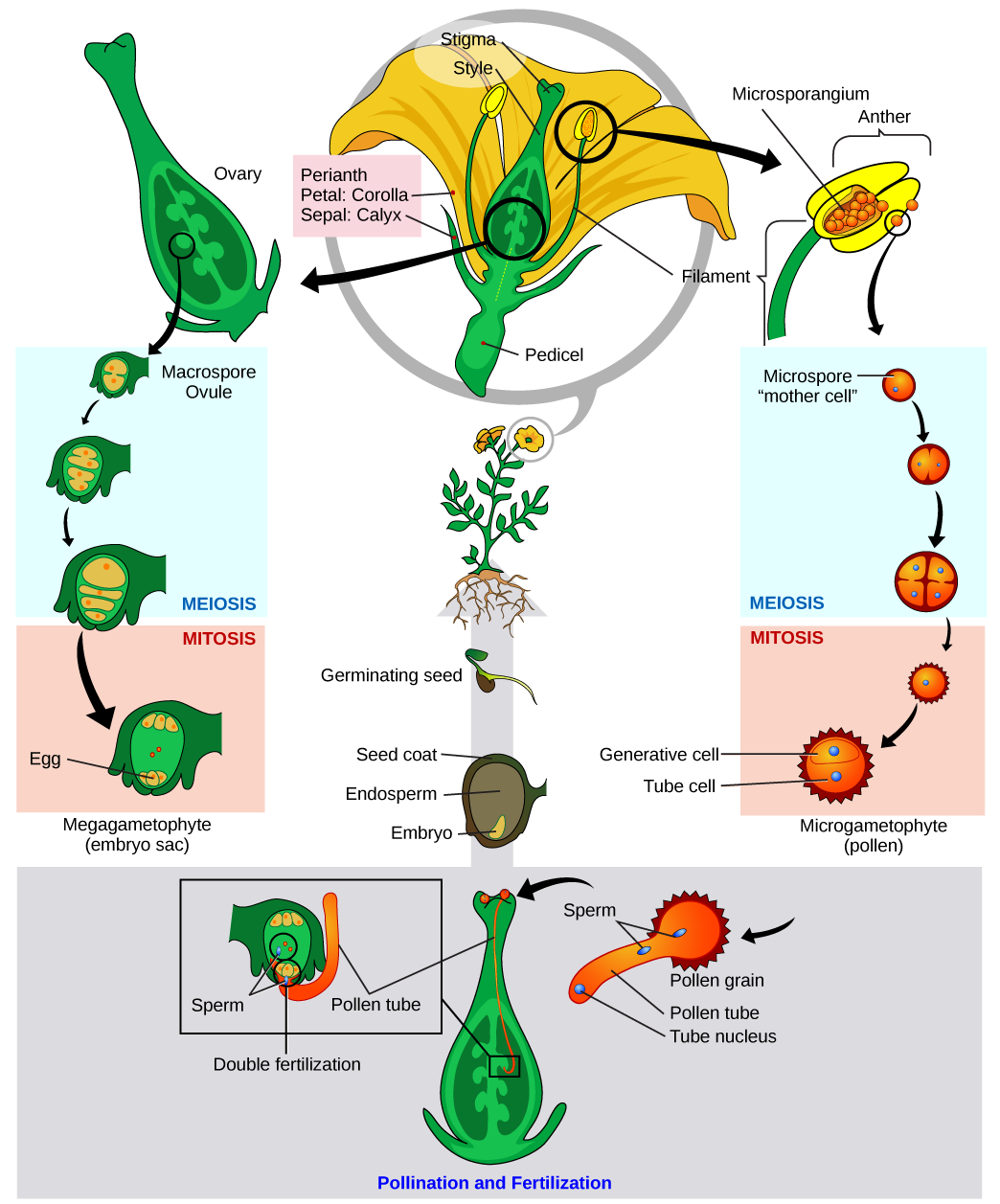 Seed Plants Angiosperms · Concepts Of Biology