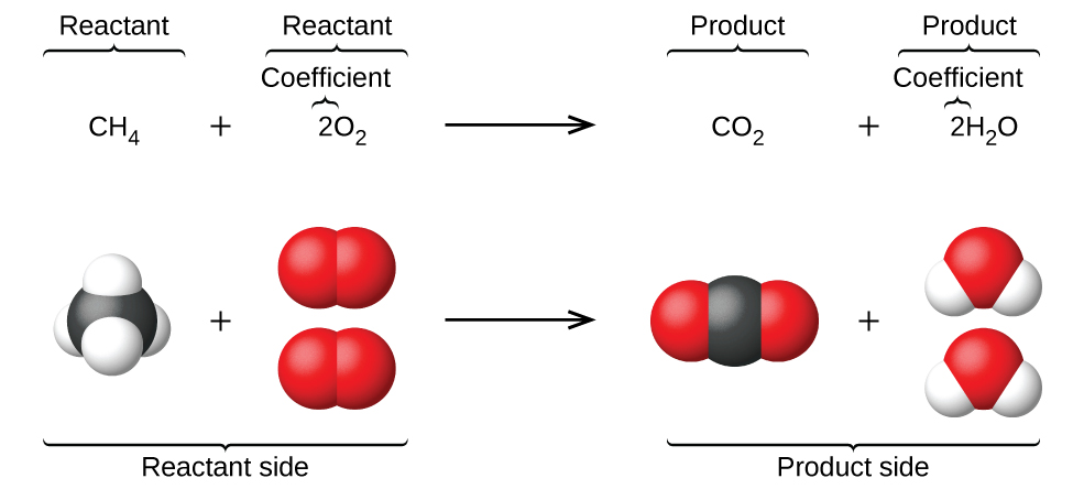 This figure shows a balanced chemical equation followed below by a representation of the equation using space-filling models. The equation reads C H subscript 4 plus 2 O subscript 2 arrow C O subscript 2 plus 2 H subscript 2 O. Under the C H subscript 4, the molecule is shown with a central black sphere, representing a C atom, to which 4 smaller white spheres, representing H atoms, are distributed evenly around. All four H atoms are bonded to the central black C atom. This is followed by a plus sign. Under the 2 O subscript 2, two molecules are shown. The molecules are each composed of two red spheres bonded together. The red spheres represent O atoms. To the right of an arrow and under the C O subscript 2, appears a single molecule with a black central sphere with two red spheres bonded to the left and right. Following a plus sign and under the 2 H subscript 2 O, are two molecules, each with a central red sphere and two smaller white spheres attached to the lower right and lower left sides of the central red sphere. Note that in space filling models of molecules, spheres appear slightly compressed in regions where there is a bond between two atoms.