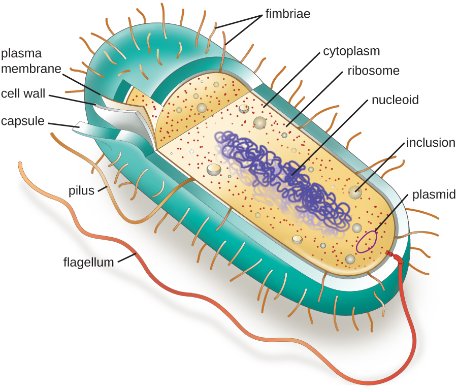 Cellule Precaryote Hot Sex Picture