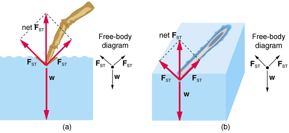 cohesion-and-adhesion-in-liquids-surface-tension-and-capillary-action