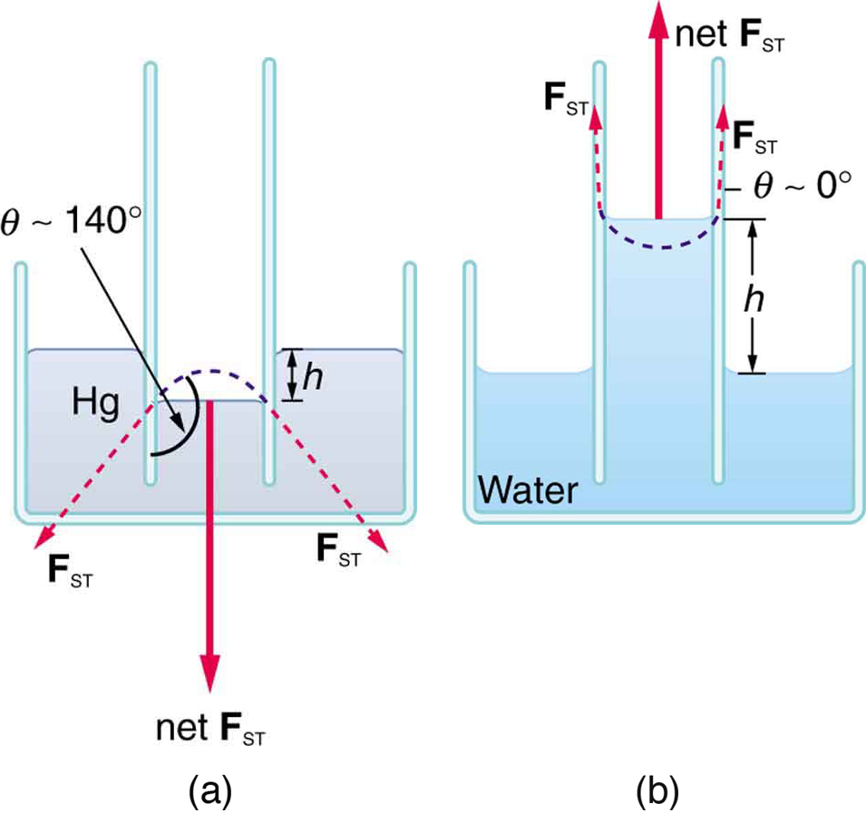 Capillary action; Capillarity