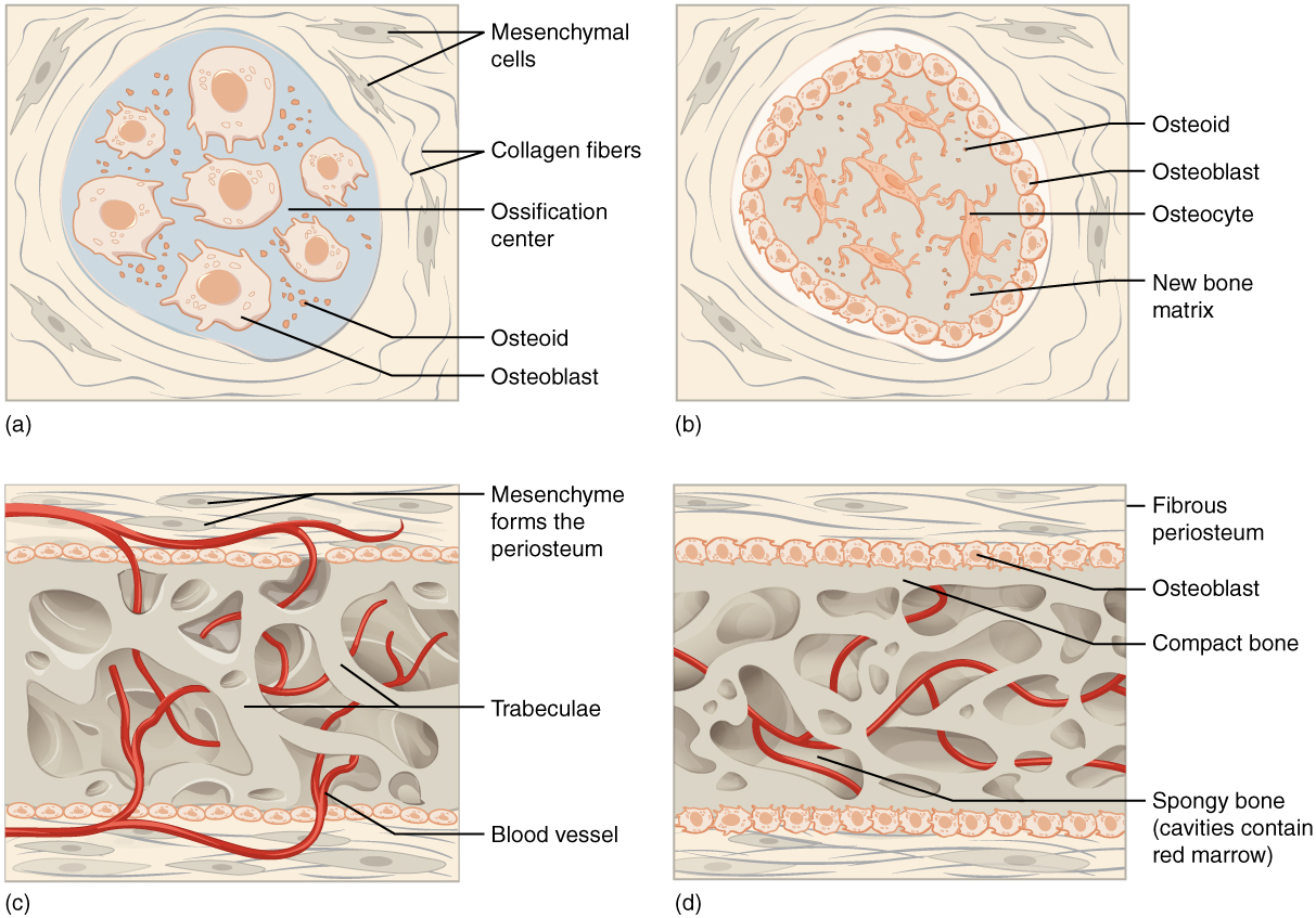 Image A shows seven osteoblasts, cells with small, finger like projections. They are surrounded by granules of osteoid. Both the cells and the osteoid are contained within a blue, circular, ossification center that is surrounded by a 