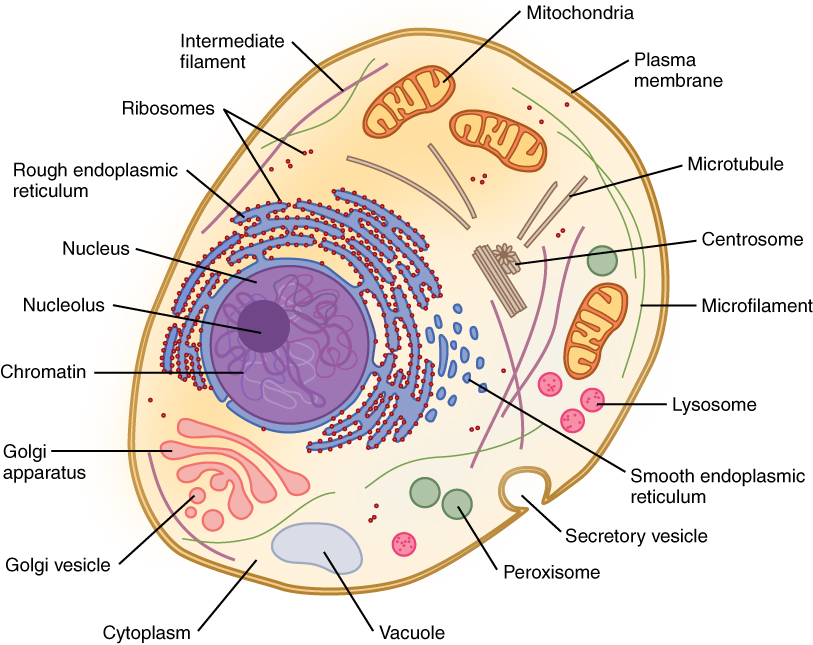 The Cytoplasm And Cellular Organelles Anatomy And Physiology The Cytoplasm And Cellular Organelles Anatomy And Physiology