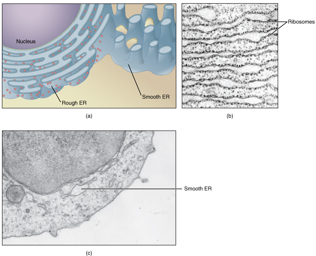 the-cytoplasm-and-cellular-organelles-anatomy-and-physiology