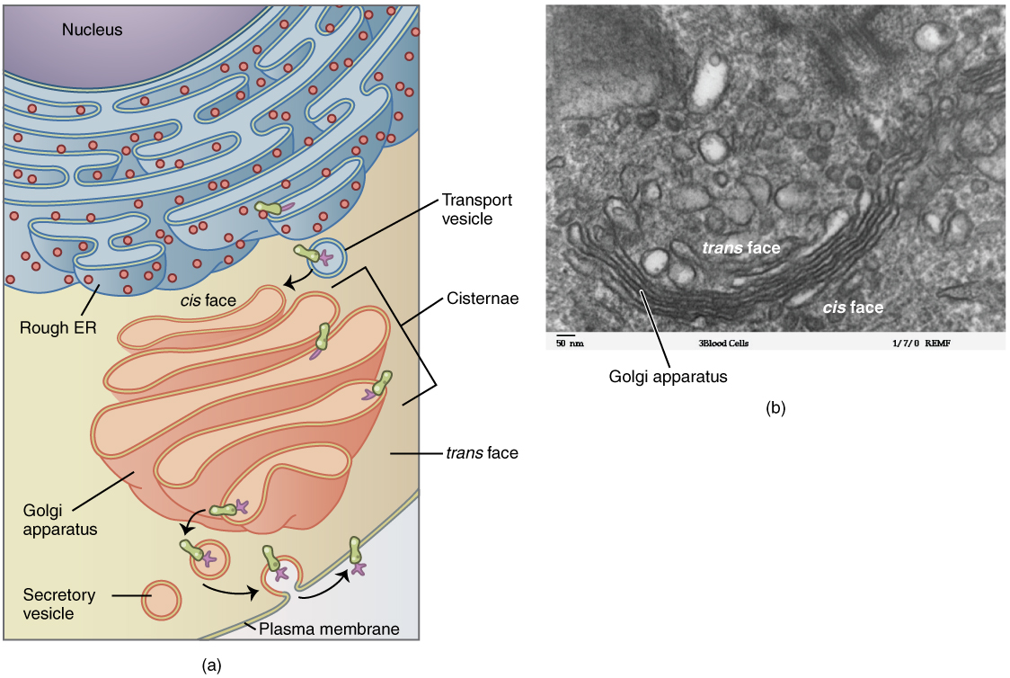 difference-between-golgi-apparatus-and-endoplasmic-reticulum-compare