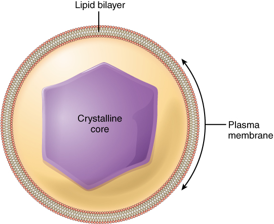 This diagram shows a peroxisome, which is a vesicular structure with a lipid bilayer on the outside and a crystalline core on the inside.