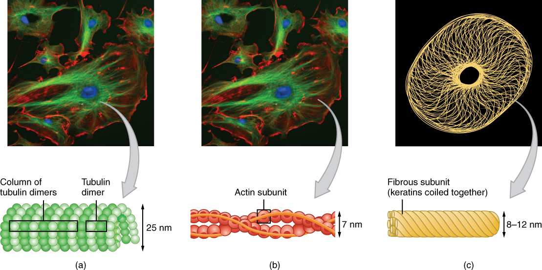 The Cytoplasm and Cellular Organelles · Anatomy and Physiology